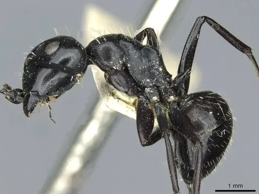 Camponotus vividus - RMCAENT000017815