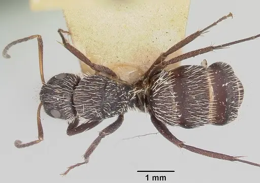 Camponotus voeltzkowii specimen