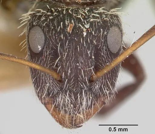 Camponotus voeltzkowii specimen