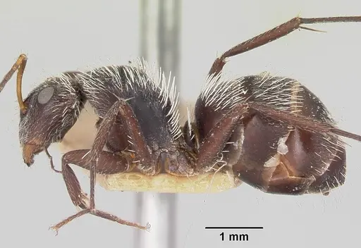 Camponotus voeltzkowii specimen