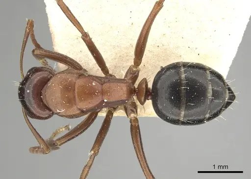Camponotus vogti specimen