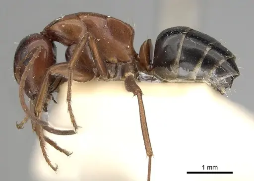 Camponotus vogti specimen