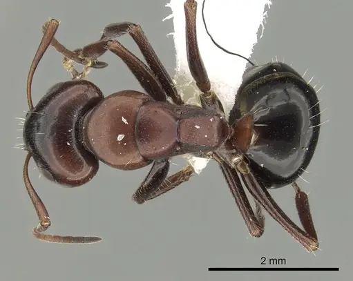 Camponotus vogti - CASENT0280002