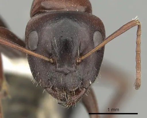 Camponotus vogti - CASENT0280002