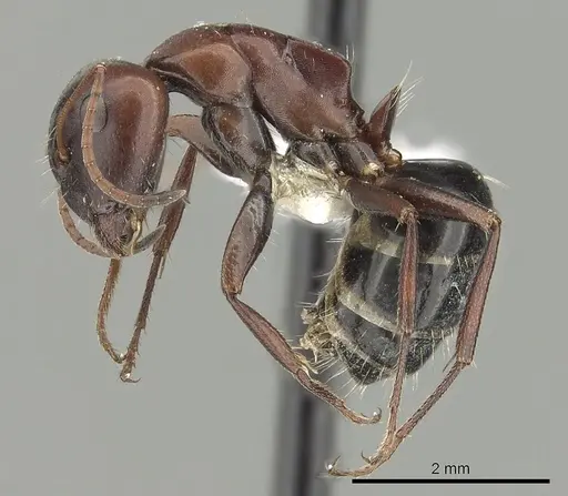 Camponotus vogti - CASENT0280002