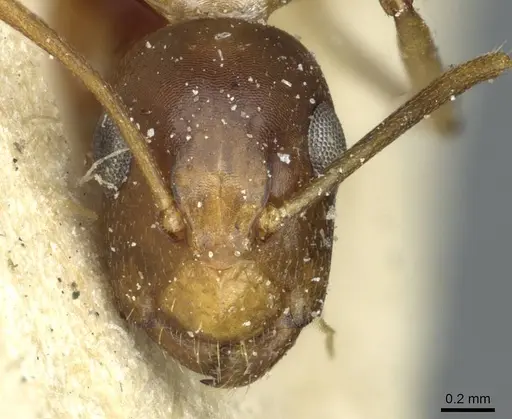 Camponotus vulpus specimen