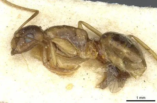 Camponotus vulpus specimen
