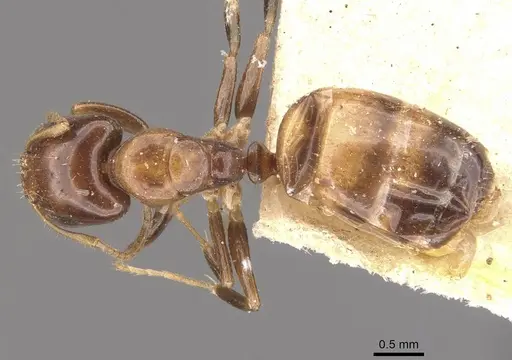 Camponotus wedda specimen