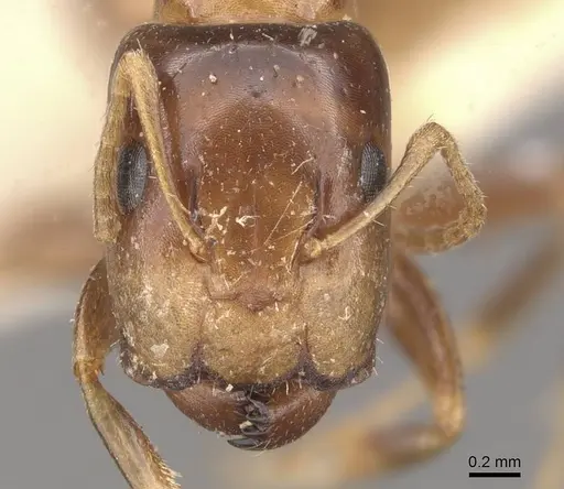 Camponotus wedda specimen