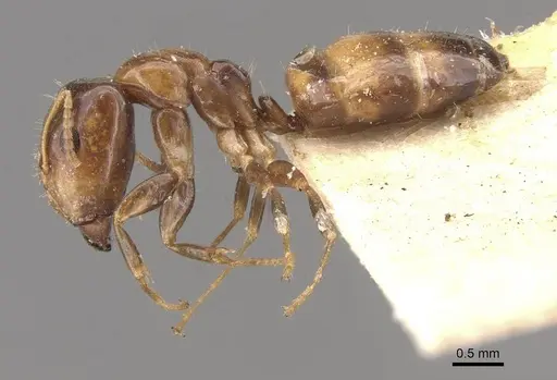 Camponotus wedda specimen