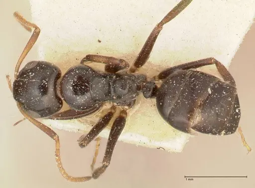 Camponotus weismanni specimen
