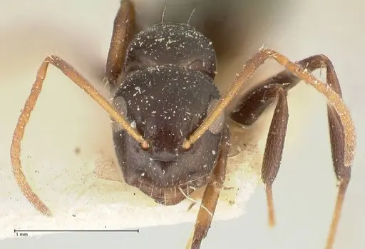 Camponotus weismanni specimen