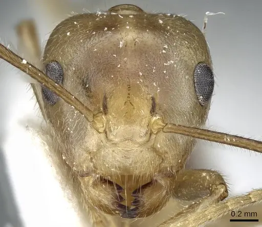 Camponotus weissflogi specimen