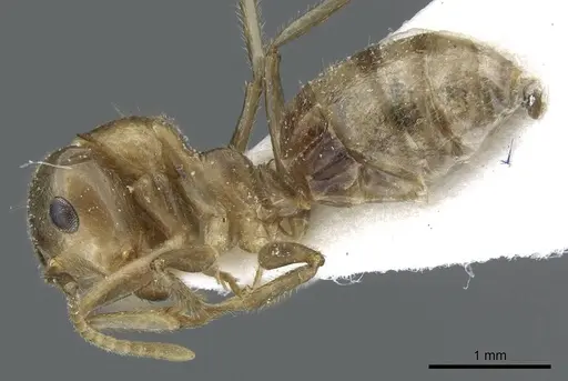 Camponotus weissflogi specimen