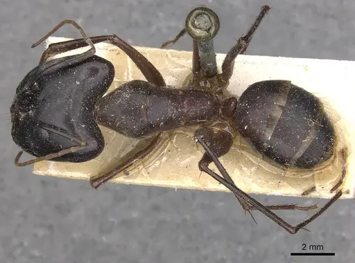 Camponotus wellmani specimen