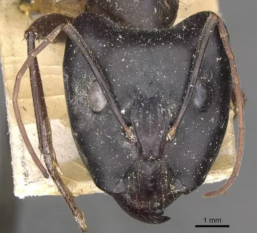 Camponotus wellmani specimen