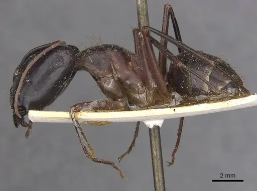 Camponotus wellmani specimen