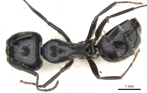Camponotus werthi specimen