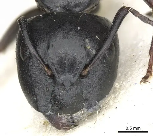 Camponotus werthi specimen