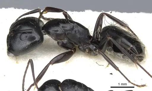 Camponotus werthi specimen