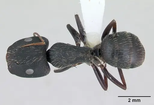 Camponotus westermanni specimen