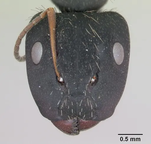 Camponotus westermanni specimen