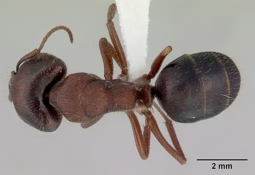 Camponotus whitei specimen