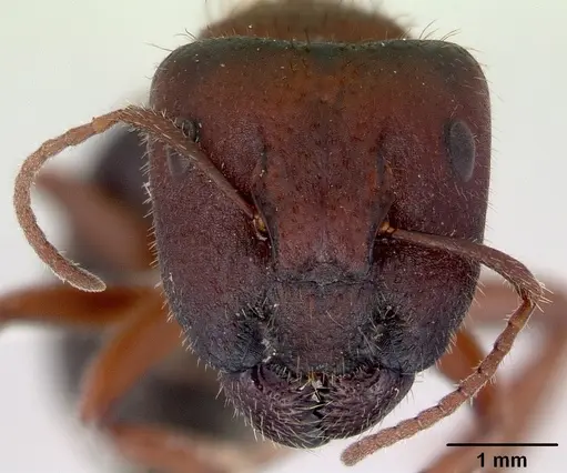 Camponotus whitei specimen