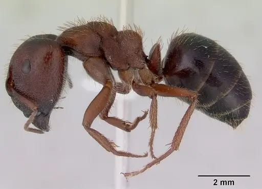 Camponotus whitei specimen