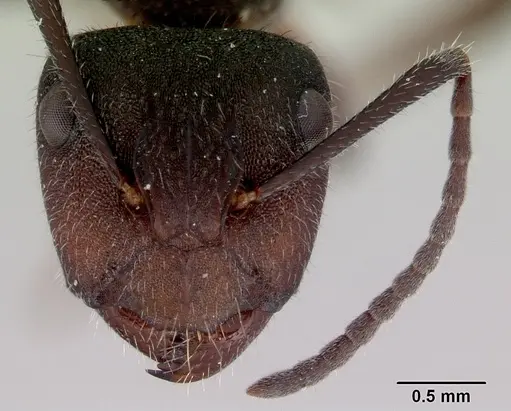 Camponotus whitei - CASENT0172133
