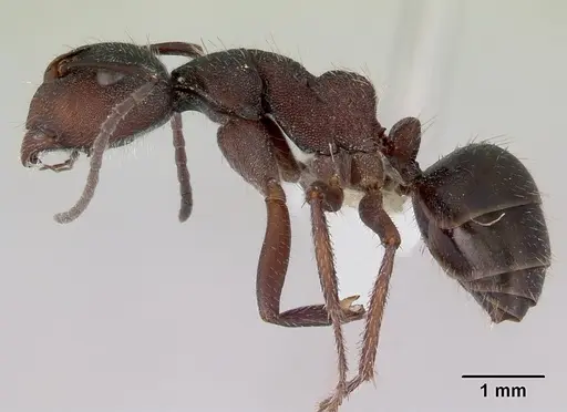 Camponotus whitei - CASENT0172133