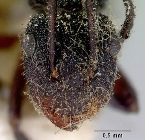 Camponotus whitei - CASENT0172140