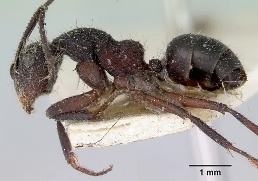 Camponotus whitei - CASENT0172140
