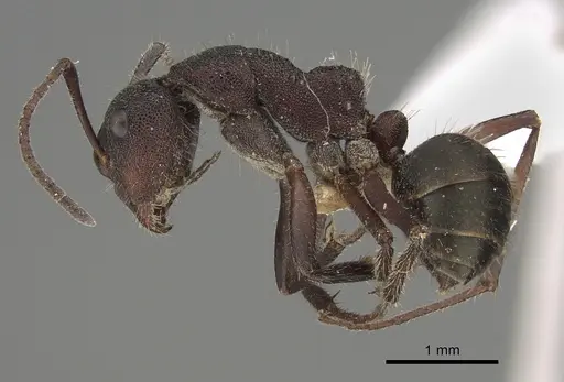 Camponotus whitei - CASENT0887712