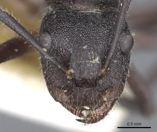 Camponotus whitei - CASENT0903550