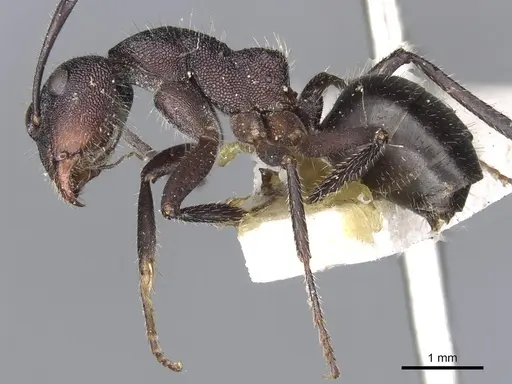 Camponotus whitei - CASENT0903550