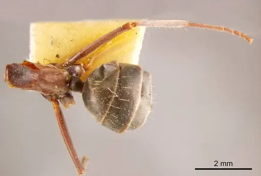 Camponotus wiederkehri specimen