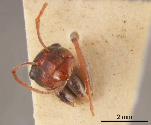 Camponotus wiederkehri specimen