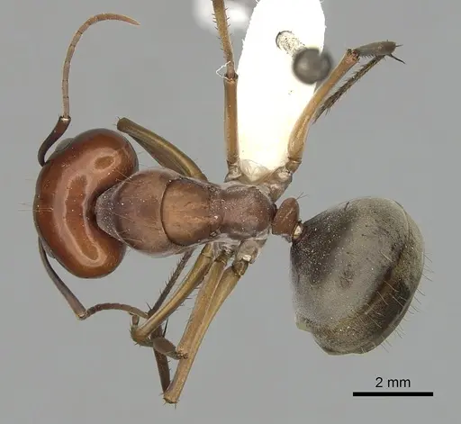 Camponotus wiederkehri - CASENT0280207