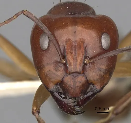 Camponotus wiederkehri - CASENT0280207