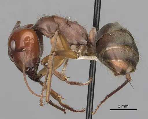 Camponotus wiederkehri - CASENT0280207