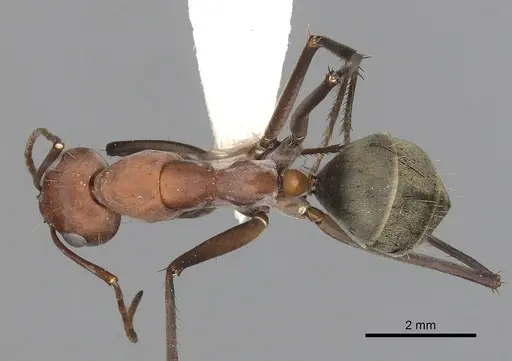 Camponotus wiederkehri - CASENT0280208