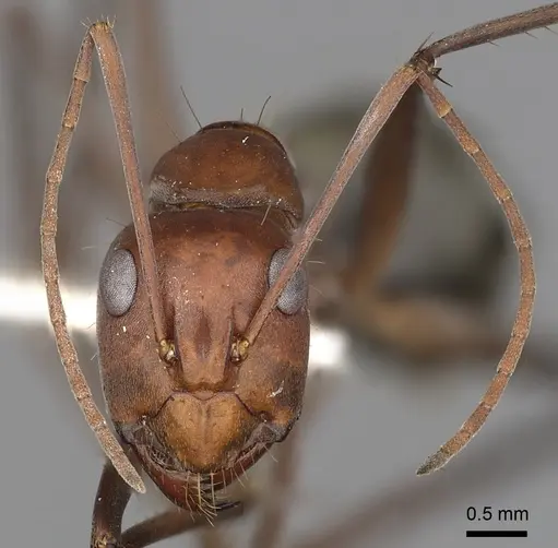 Camponotus wiederkehri - CASENT0280208