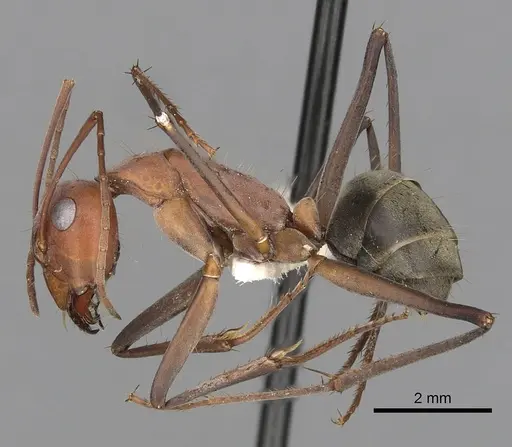 Camponotus wiederkehri - CASENT0280208