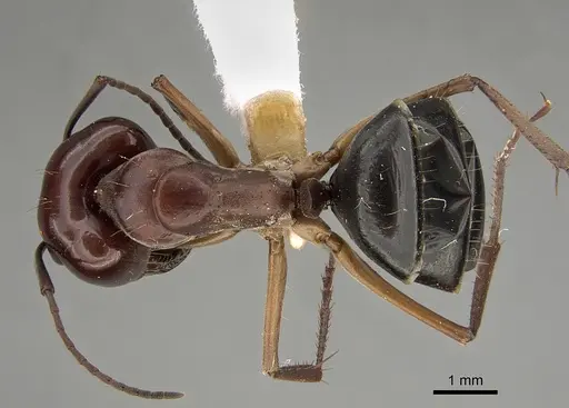 Camponotus wiederkehri - CASENT0887683