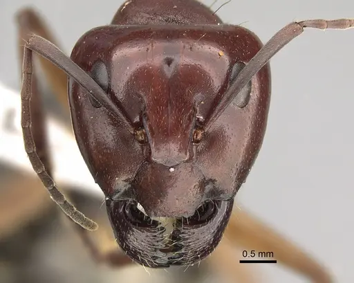 Camponotus wiederkehri - CASENT0887683