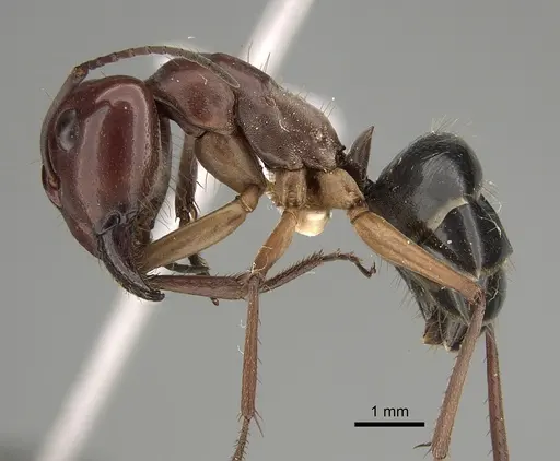 Camponotus wiederkehri - CASENT0887683