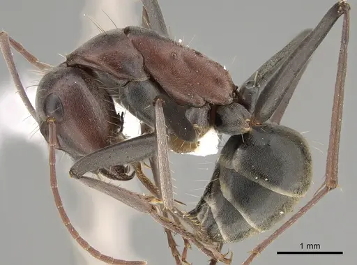 Camponotus wiederkehri - CASENT0887709