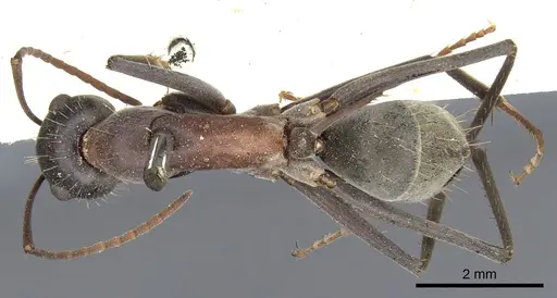 Camponotus wiederkehri - CASENT0903541