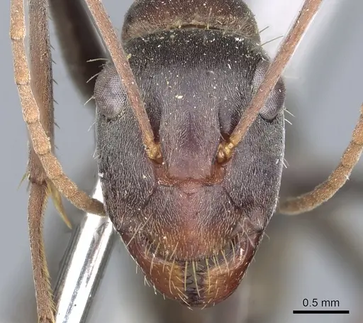 Camponotus wiederkehri - CASENT0903541